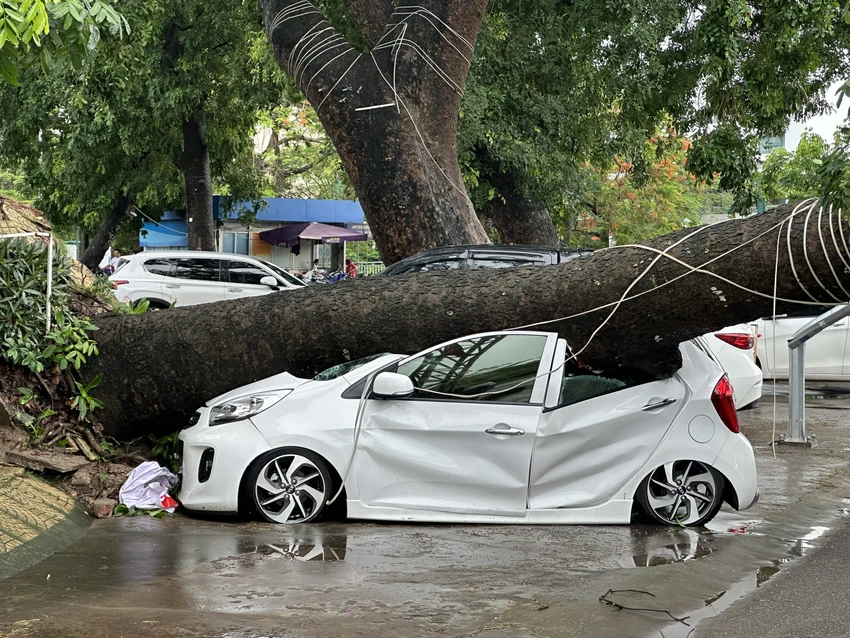 Cây xà cừ bị bật gốc, đổ khiến ô tô đỗ ngay cạnh nát bét. Ảnh: Ngọc Sơn