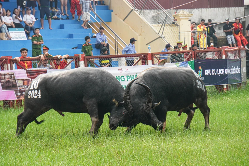 hang-nghin-du-khach-xem-le-hoi-choi-trau-do-son-2024-4.jpg