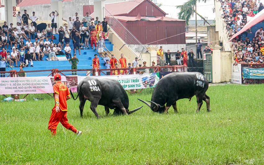 hang-nghin-du-khach-xem-le-hoi-choi-trau-do-son-2024-5.jpg
