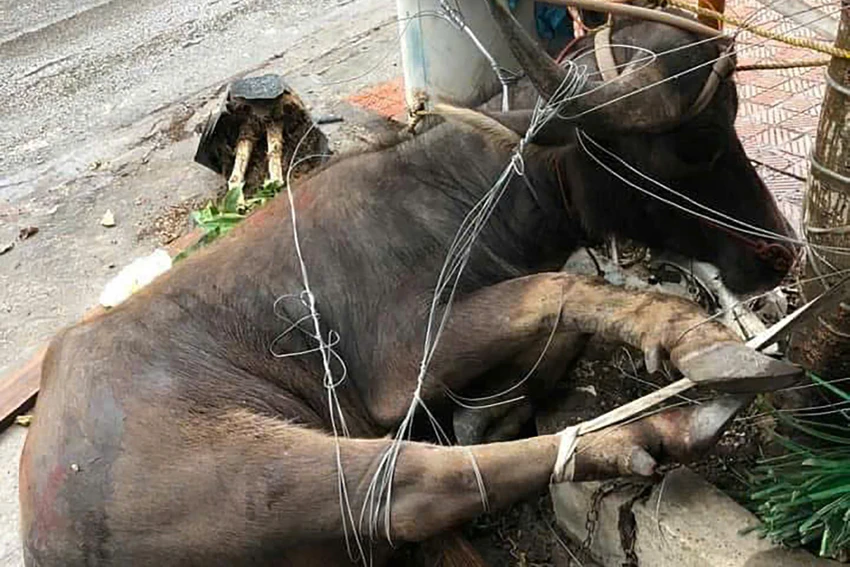 Con trâu sau khi húc bị thương học sinh trên phố đã bị trói lại
