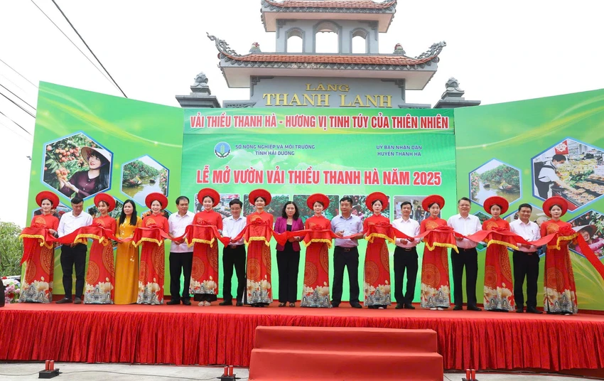 Lễ mở cửa vườn vải thiều Thanh Hà 2025 với chủ đề “Hải Dương mùa vải chín”. Ảnh: NS