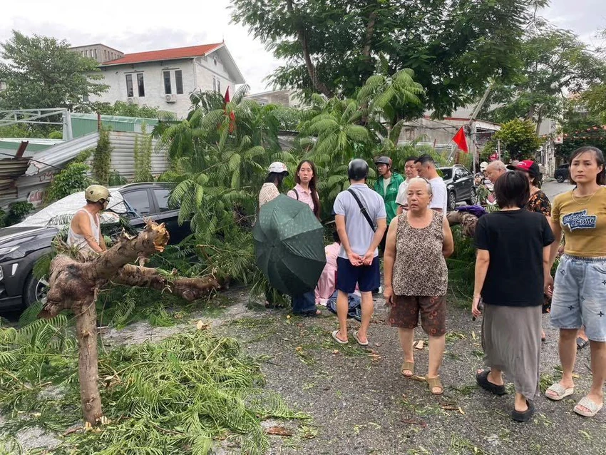 Ảnh hưởng của bão số 10, nhiều nơi ở Hải Phòng cây gãy đổ do gió mạnh, trong đó đã khiến 1 người bị thương