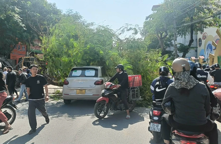 hai-phong-cay-phuong-bat-goc-do-thi-cong-via-he-de-ngang-o-to-di-duong-2.jpeg