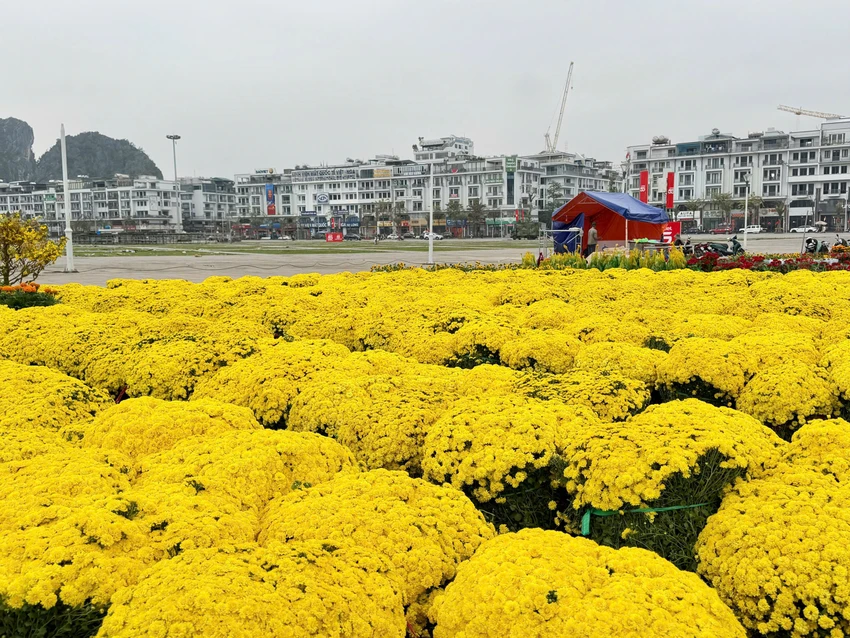 8-linh-vat-ngua-gay-sot-o-quang-ninh-3.jpg