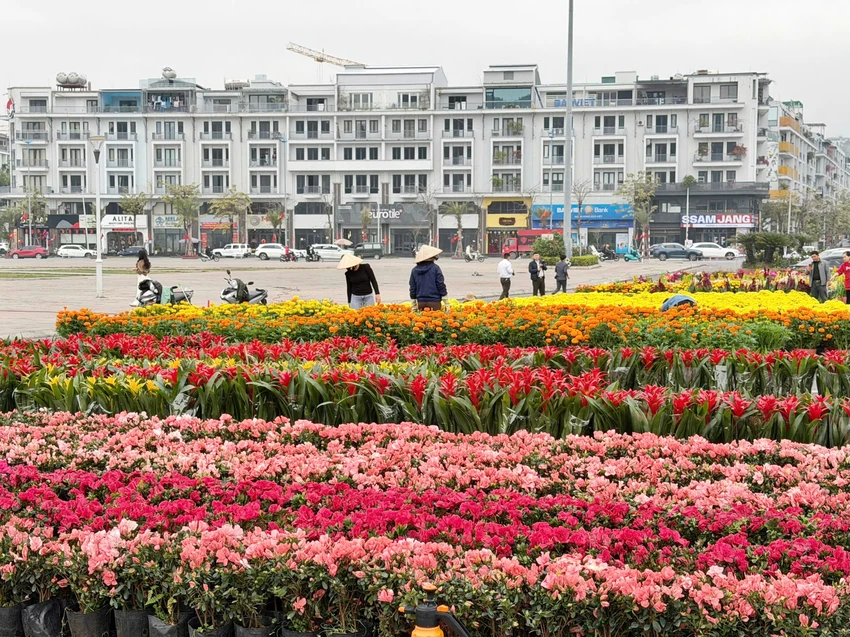 8-linh-vat-ngua-gay-sot-o-quang-ninh-4.jpg