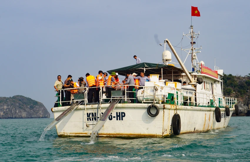 hon-2-5-trieu-con-giong-thuy-san-duoc-tha-vao-tu-nhien-tren-vung-bien-cat-ba-3.JPG