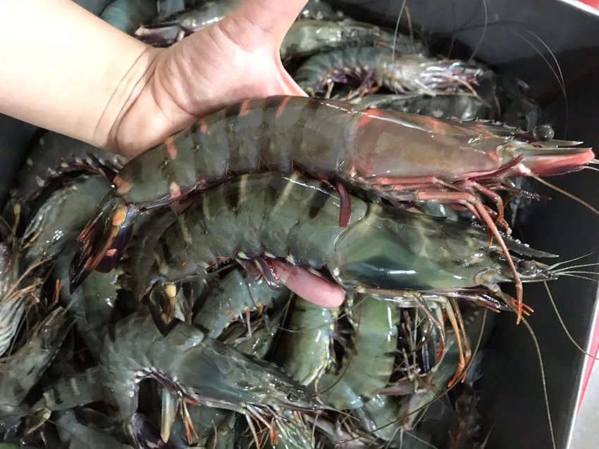 Phần đầu tôm còn chứa một bộ phận rất quý là gạch tôm. Gạch tôm nằm ngay sát vỏ đầu tôm, bên cạnh dạ dày. Ảnh: ĐHS Phần đầu tôm còn chứa một bộ phận rất quý là gạch tôm. Gạch tôm nằm ngay sát vỏ đầu tôm, bên cạnh dạ dày. Ảnh: ĐHS