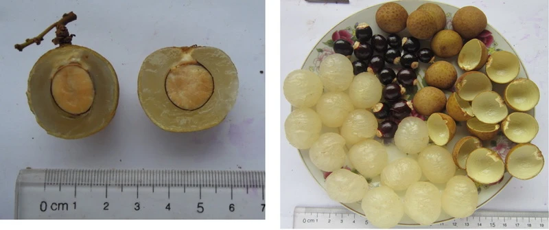 Nhãn lồng Hưng Yên được vinh danh ảnh 1