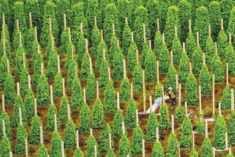 14 năm liên tục hạt tiêu Việt Nam giữ 'ngôi vương' thế giới ảnh 1 14 năm liên tục hạt tiêu Việt Nam giữ 'ngôi vương' thế giới ảnh 1