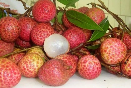 Vải thiều Bắc Giang xuất khẩu sang Mỹ ảnh 1 Vải thiều Bắc Giang xuất khẩu sang Mỹ ảnh 1