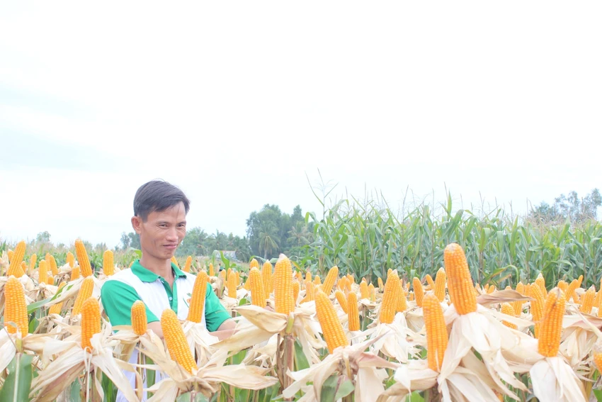 Việt Nam nhập khẩu 1.000 tấn hạt giống bắp biến đổi gen ảnh 1