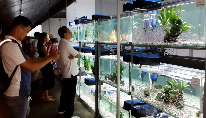 TP.HCM xuất khẩu châu Âu hơn 12 triệu con cá cảnh ảnh 1 TP.HCM xuất khẩu châu Âu hơn 12 triệu con cá cảnh ảnh 1