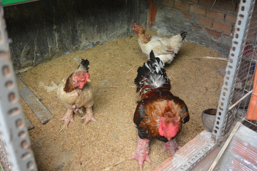 gà Đông Tảo 