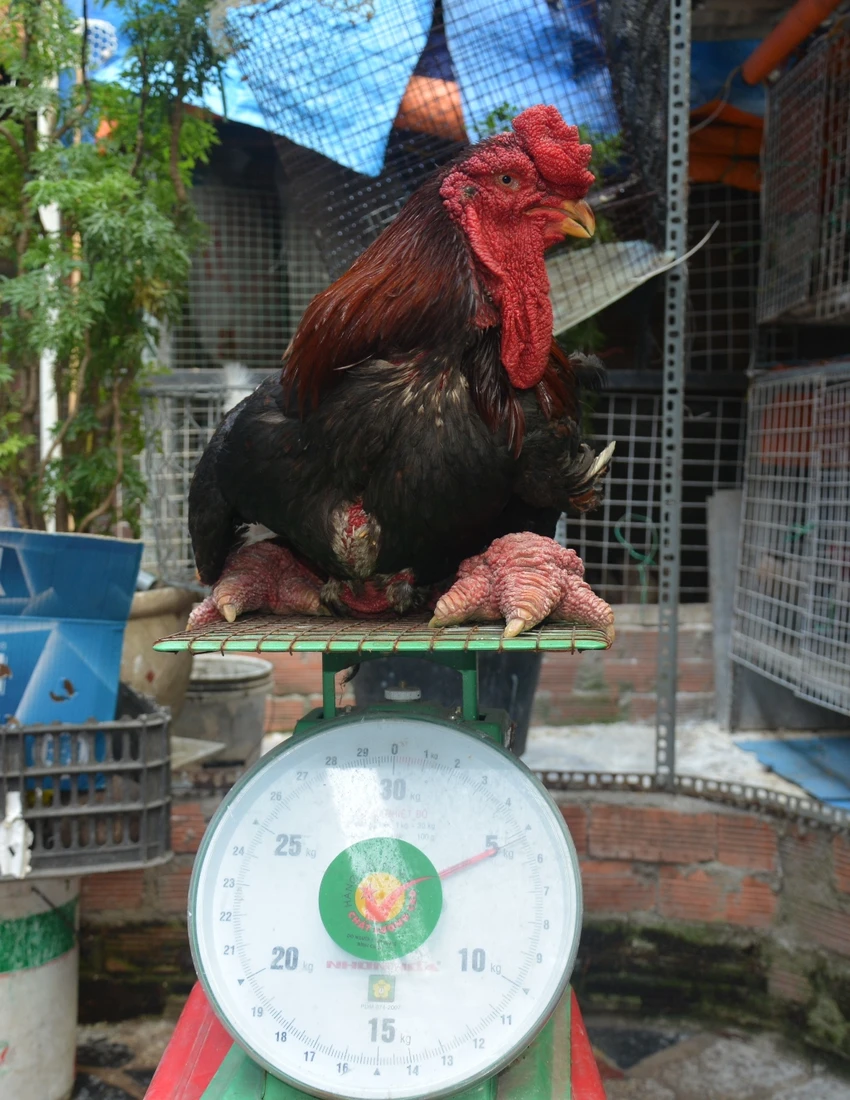 gà Đông Tảo 