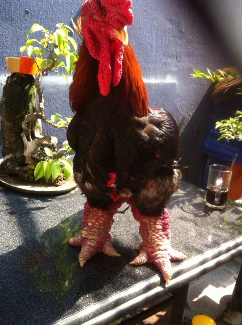 gà Đông Tảo 