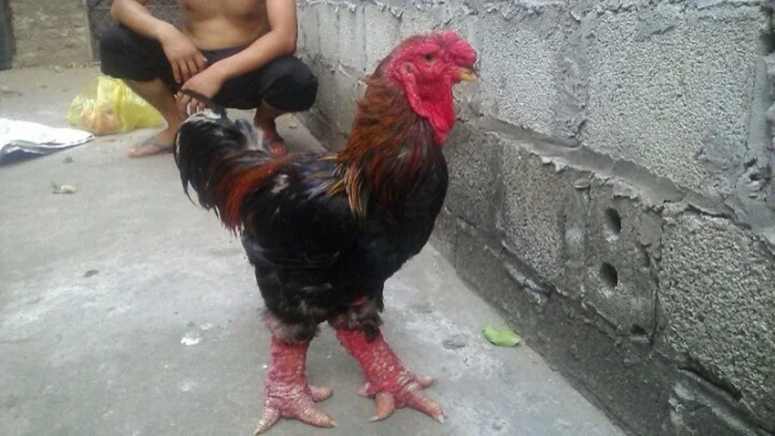 gà Đông Tảo 