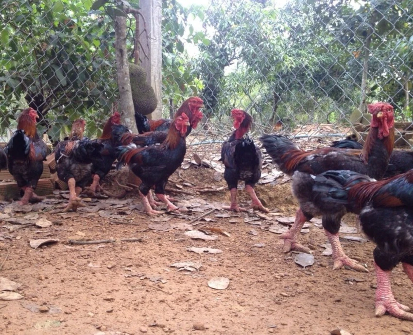 gà Đông Tảo 