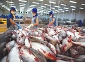 Nhiều 'ngôi sao mới nổi' của thị trường cá tra Việt