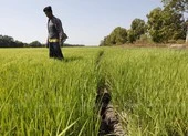 Thái Lan sợ Việt Nam chiếm mất ngôi xuất khẩu gạo