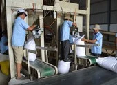 Trung Quốc, Indonesia tiếp tục tăng mua gạo Việt Nam