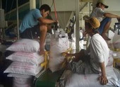 Gạo Việt tiếp tục đắt khách, giá bán tăng cao