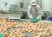 Bất chấp dịch, người Mỹ chi hơn 300 triệu USD để 'ăn' tôm VN