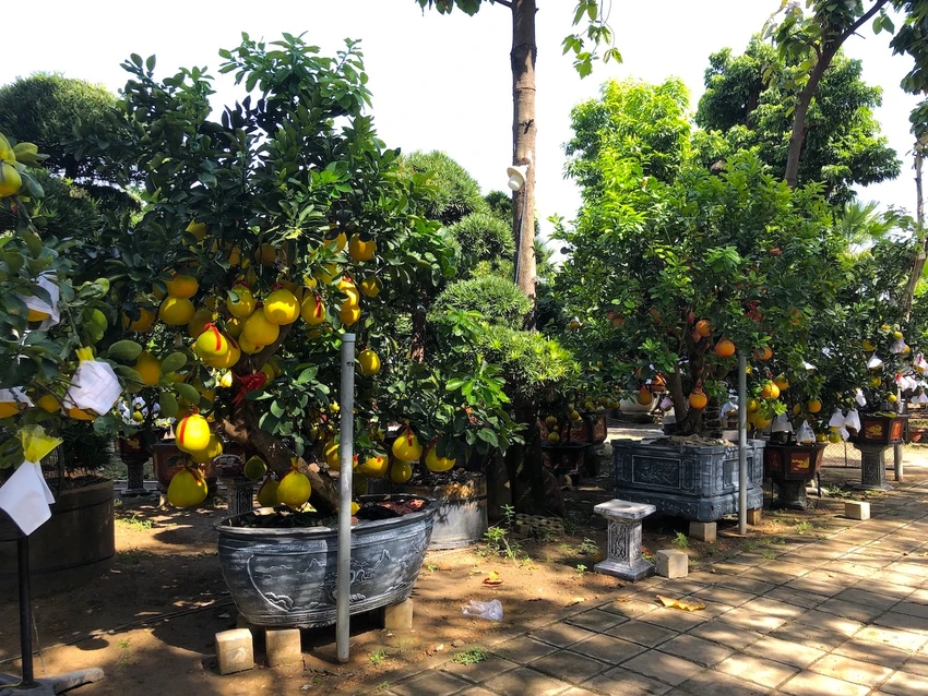 Bưởi Diễn giá hàng chục triệu ra phố đón tết sớm ảnh 3 Bưởi Diễn giá hàng chục triệu ra phố đón tết sớm ảnh 3