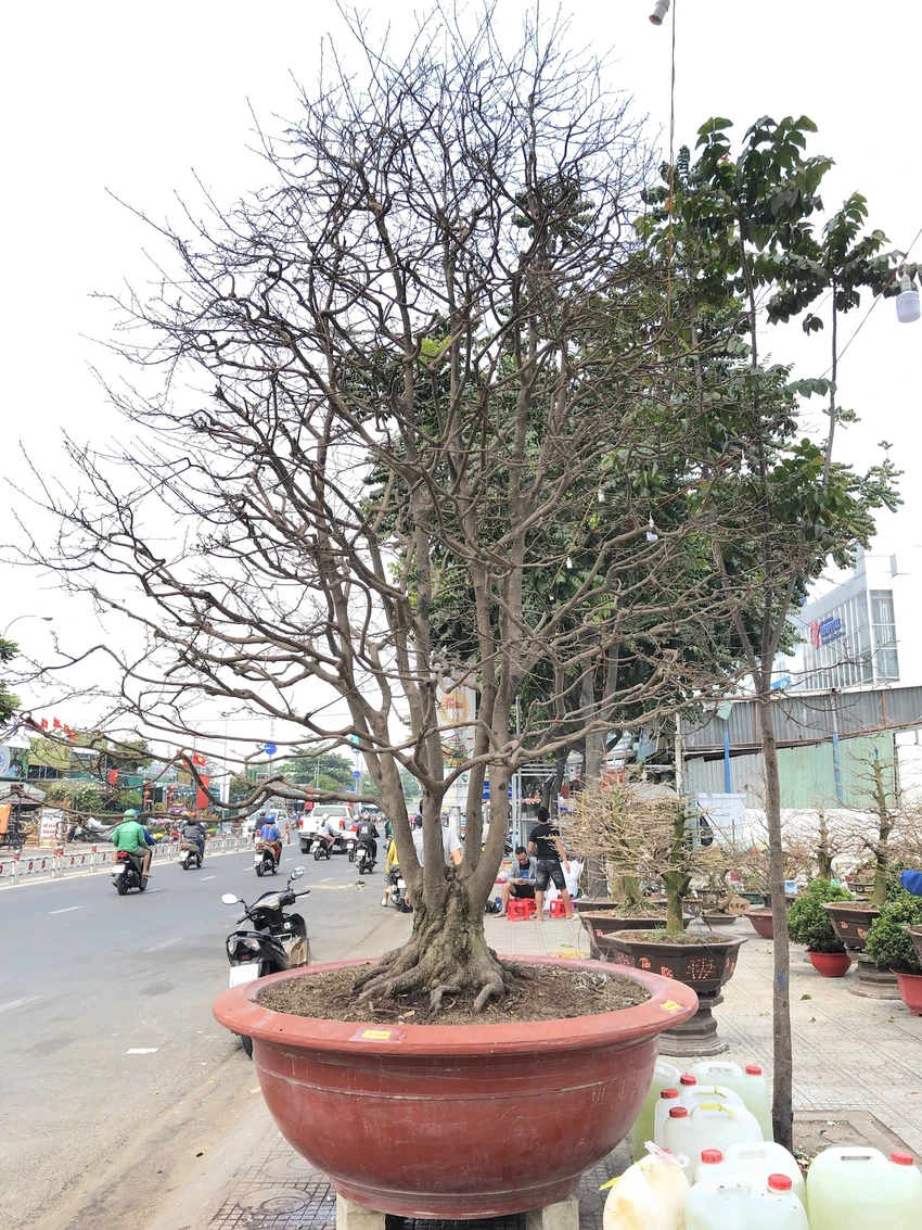 Xôn xao 'cụ' mai ngũ phúc hơn trăm tuổi giá 1,9 tỉ ở TP.HCM ảnh 3