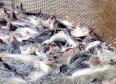 Mỹ, Trung Quốc bất ngờ tăng mua cá tra trở lại