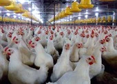 Gà ế, chủ trại phải bán giá rẻ như cho chỉ 11.000 đồng/kg