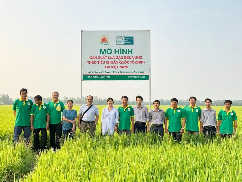 kỷ lục Việt Nam cánh đồng lúa