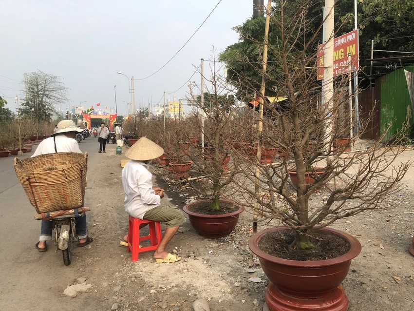 cho-hoa-Tet-2025-h11.JPG