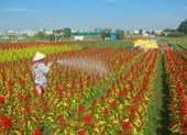 Giá hoa tết tăng, làng hoa TP.HCM phấn khởi