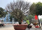 Tết: Mai hơn 2 tỉ, hồng Sapa, chuột tài lộc… tràn về TP.HCM