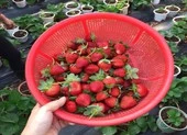Cách nhận biết dâu tây Đà Lạt và dâu tây Trung Quốc