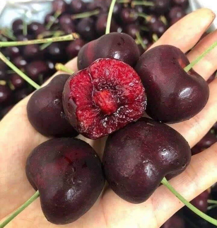 an-hoa-qua-truoc-khi-ngu