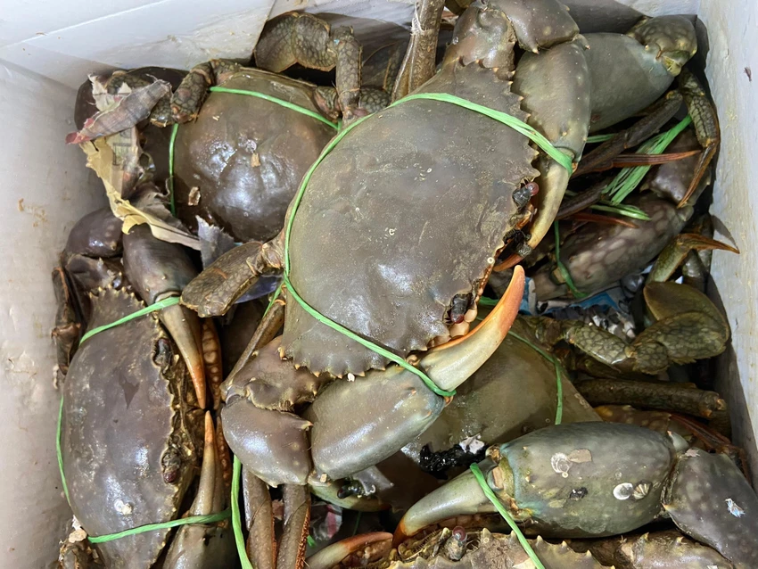 Cua biển Úc có trọng lượng lên tới 1,5 kg/con đang gây sốt thị trường hải sản. Ảnh: THU HÀ Cua biển Úc có trọng lượng lên tới 1,5 kg/con đang gây sốt thị trường hải sản. Ảnh: THU HÀ