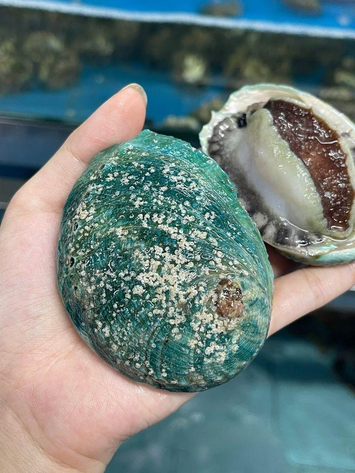 Bào ngư không chỉ tốt cho sức khỏe nam giới mà còn tốt cho phái nữ. ẢNH: HẠ QUYÊN Bào ngư không chỉ tốt cho sức khỏe nam giới mà còn tốt cho phái nữ. ẢNH: HẠ QUYÊN