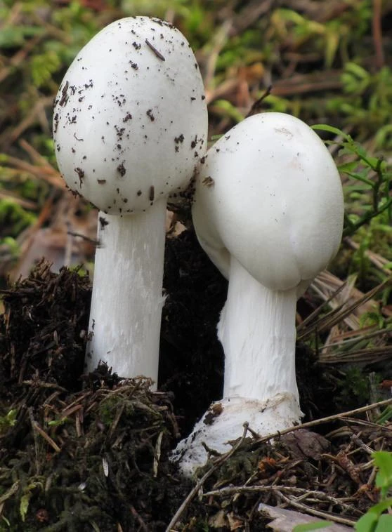Nấm độc tán trắng khi còn non. ẢNH: Mushroom Nấm độc tán trắng khi còn non. ẢNH: Mushroom