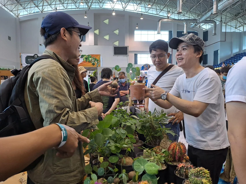 Dòng kiểng lá bình vôi thu hút nhiều khách hàng. Ảnh: THU HÀ