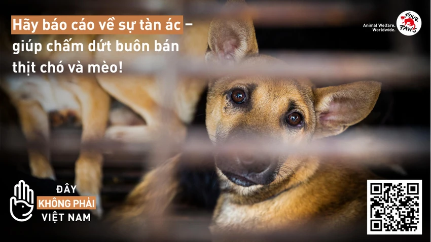Thí điểm trang công cụ báo cáo về nạn buôn bán chó và mèo ở Quảng Nam và Đà Nẵng. Thí điểm trang công cụ báo cáo về nạn buôn bán chó và mèo ở Quảng Nam và Đà Nẵng.