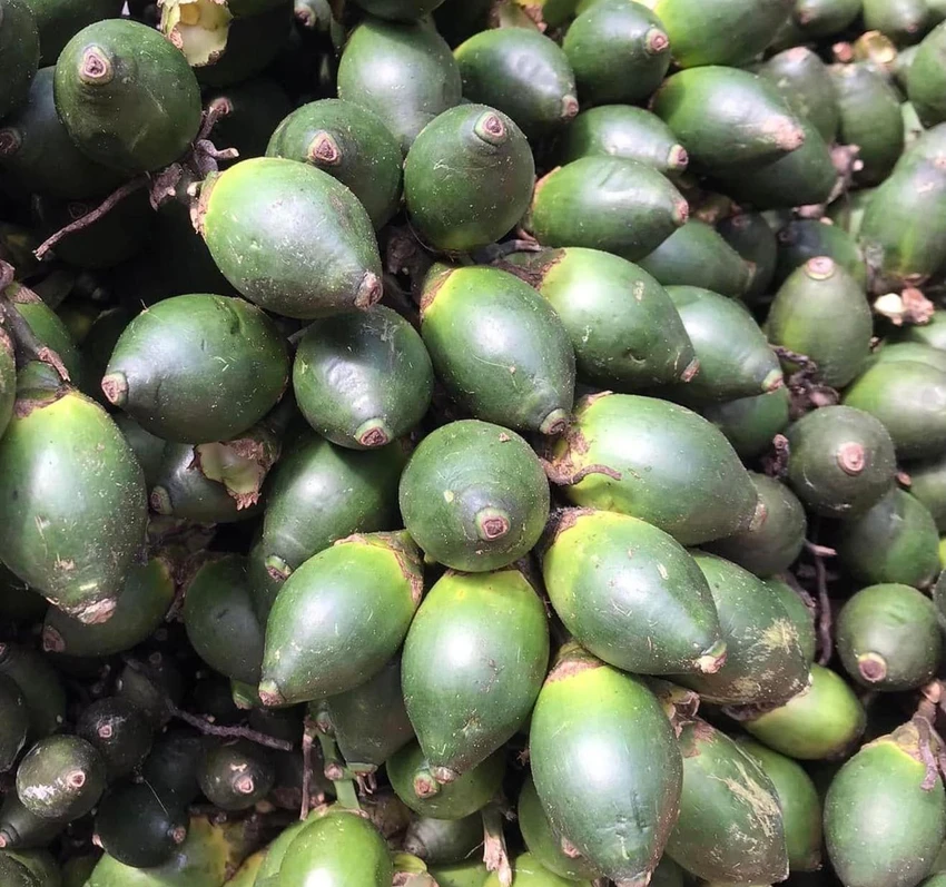 Cau non được sử dụng để làm kẹo. Ảnh: Hạ Quyên Cau non được sử dụng để làm kẹo. Ảnh: Hạ Quyên
