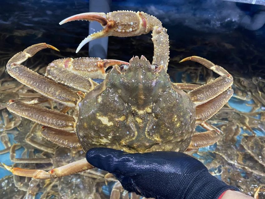 Cua tuyết đang được bán với giá từ 1,65 triệu đồng - 1,9 triệu đồng/kg. Ảnh: Thiên Vũ Cua tuyết đang được bán với giá từ 1,65 triệu đồng - 1,9 triệu đồng/kg. Ảnh: Thiên Vũ