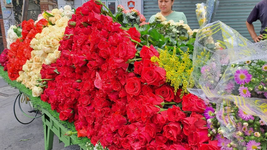 Hồng đỏ đang được cắt và bán tại vườn với giá 600 đồng/bông. Ảnh: THU HÀ Hồng đỏ đang được cắt và bán tại vườn với giá 600 đồng/bông. Ảnh: THU HÀ