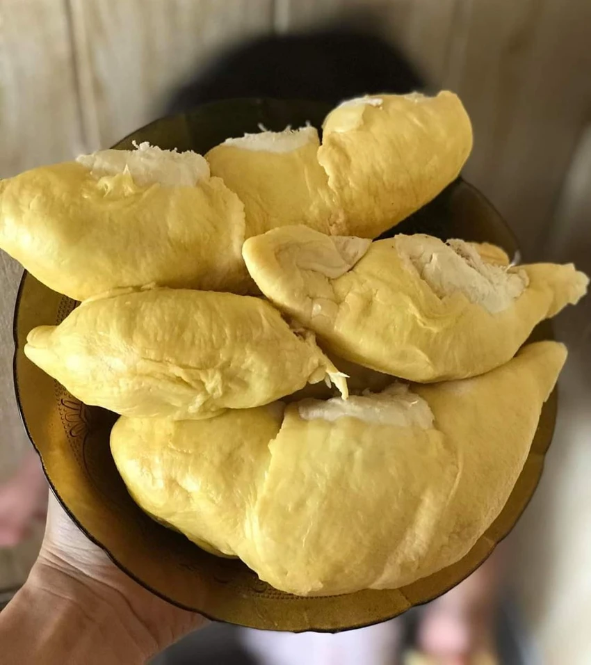 Nhận biết sầu riêng rụng và sầu riêng bị 'ép' chín ảnh 2 Nhận biết sầu riêng rụng và sầu riêng bị 'ép' chín ảnh 2