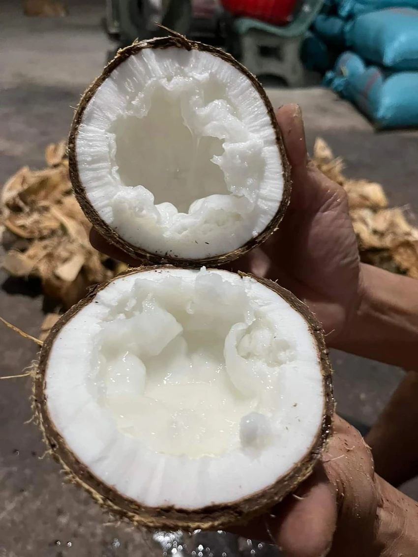 Một số điểm bán phân loại giá của dừa sáp theo độ sệt của cơm dừa. Ảnh: Ngọc Hân Một số điểm bán phân loại giá của dừa sáp theo độ sệt của cơm dừa. Ảnh: Ngọc Hân