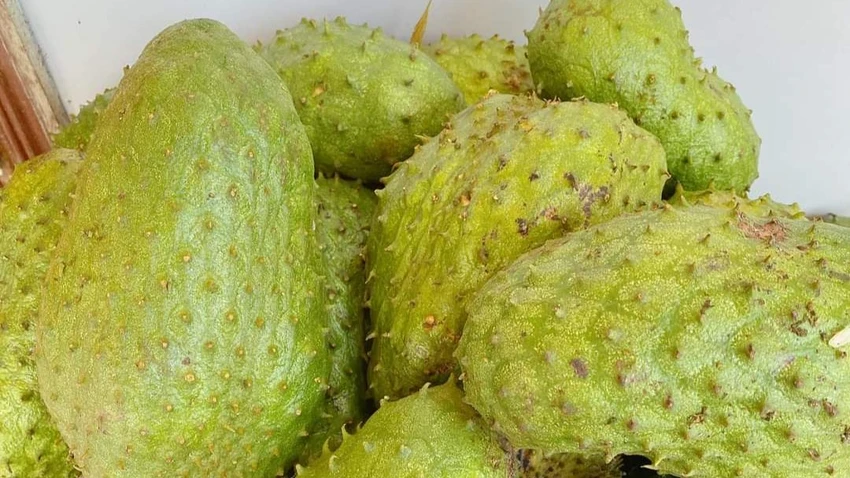 Mãng cầu được chứng minh là mang lại nhiều lợi ích dinh dưỡng cho người dùng. Ảnh: HẠ QUYÊN Mãng cầu được chứng minh là mang lại nhiều lợi ích dinh dưỡng cho người dùng. Ảnh: HẠ QUYÊN