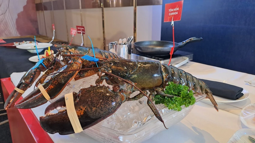 Tôm hùm cái có phần mai to và bè hơn tôm đực. Ảnh: HẠ QUYÊN Tôm hùm cái có phần mai to và bè hơn tôm đực. Ảnh: HẠ QUYÊN