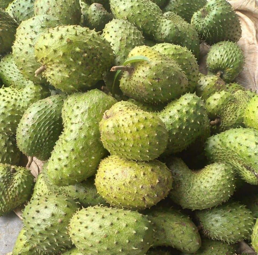 Mãng cầu đang được bán với giá từ 60.000 - 80.000 đồng/kg tại chợ TP.HCM. Ảnh: HẠ QUYÊN Mãng cầu đang được bán với giá từ 60.000 - 80.000 đồng/kg tại chợ TP.HCM. Ảnh: HẠ QUYÊN