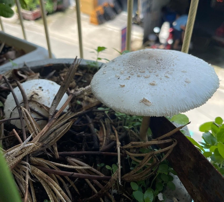Nấm ô tán trắng phiến xanh mọc trong chậu cây của người dân sau cơn mưa. ẢNH: NGUYÊN HÀ Nấm ô tán trắng phiến xanh mọc trong chậu cây của người dân sau cơn mưa. ẢNH: NGUYÊN HÀ